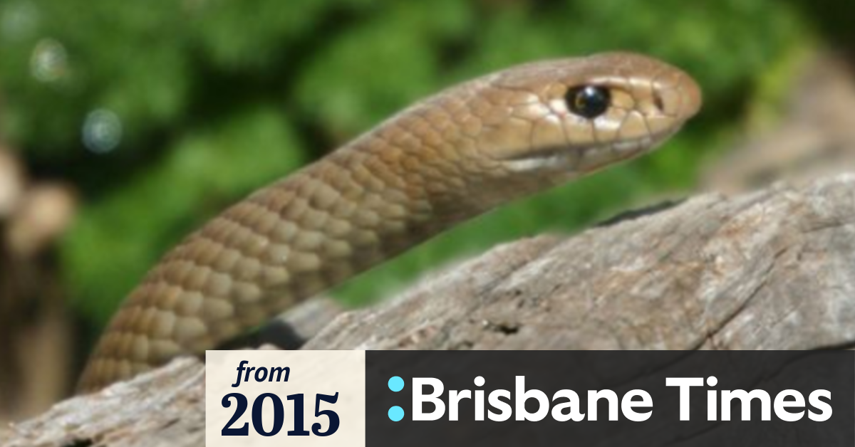 Brown snakes bite two in Queensland